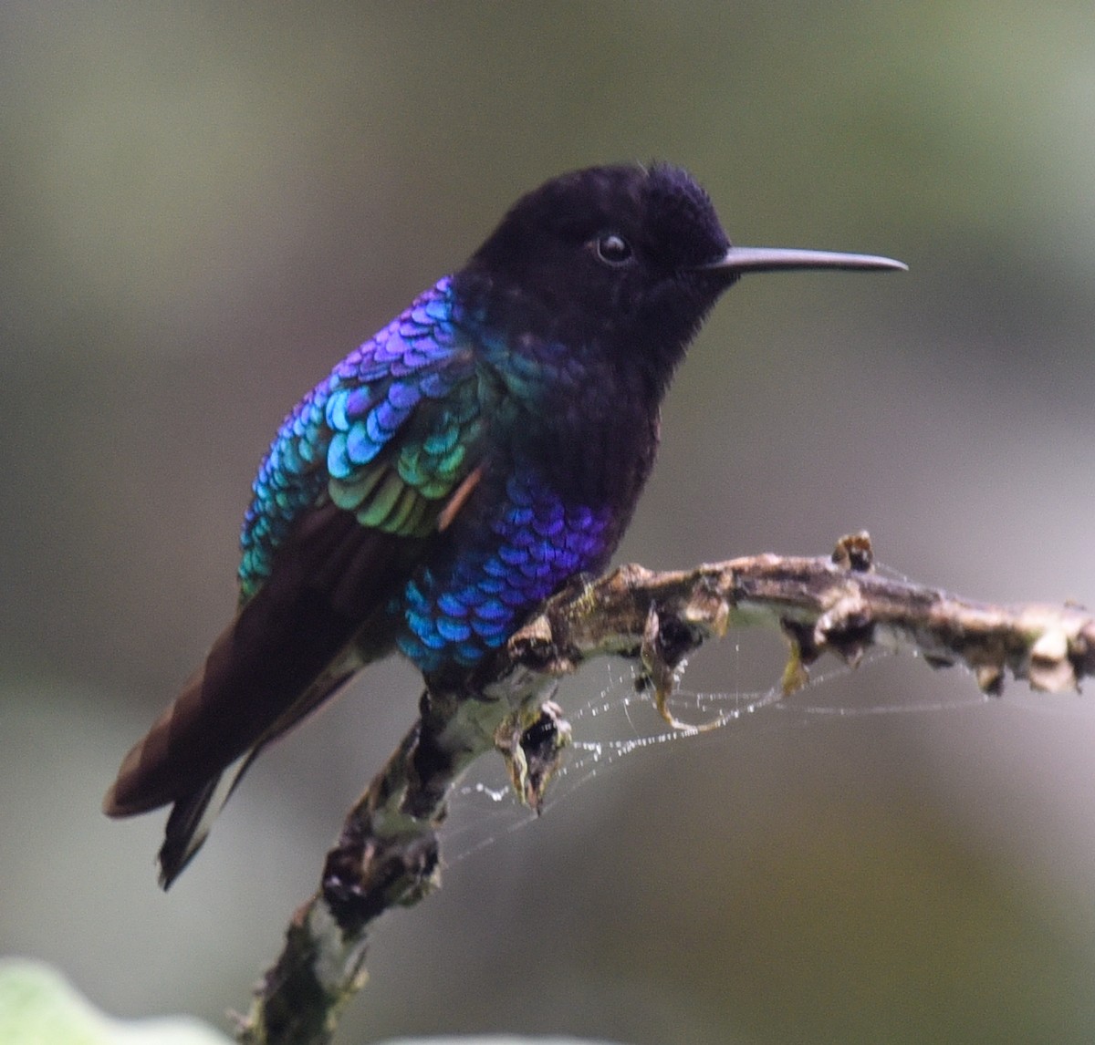 kolibřík hyacintový - ML616803934