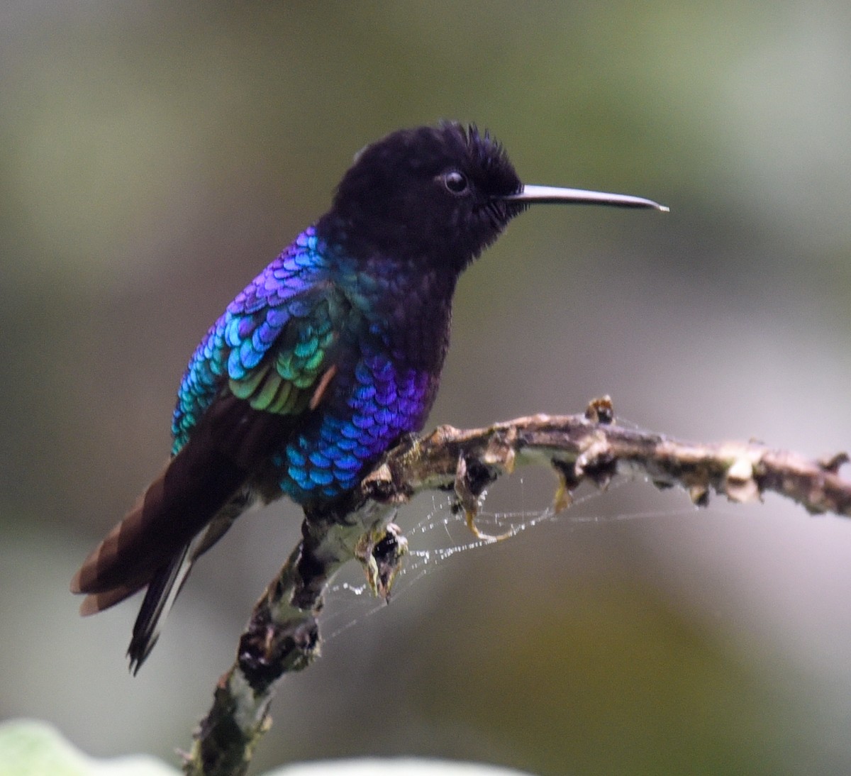 kolibřík hyacintový - ML616803935