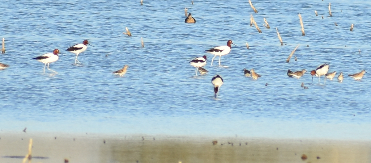 Red-necked Avocet - ML616803936