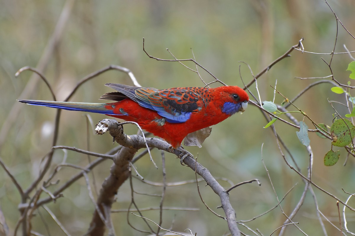 Crimson Rosella (Crimson) - John Watson