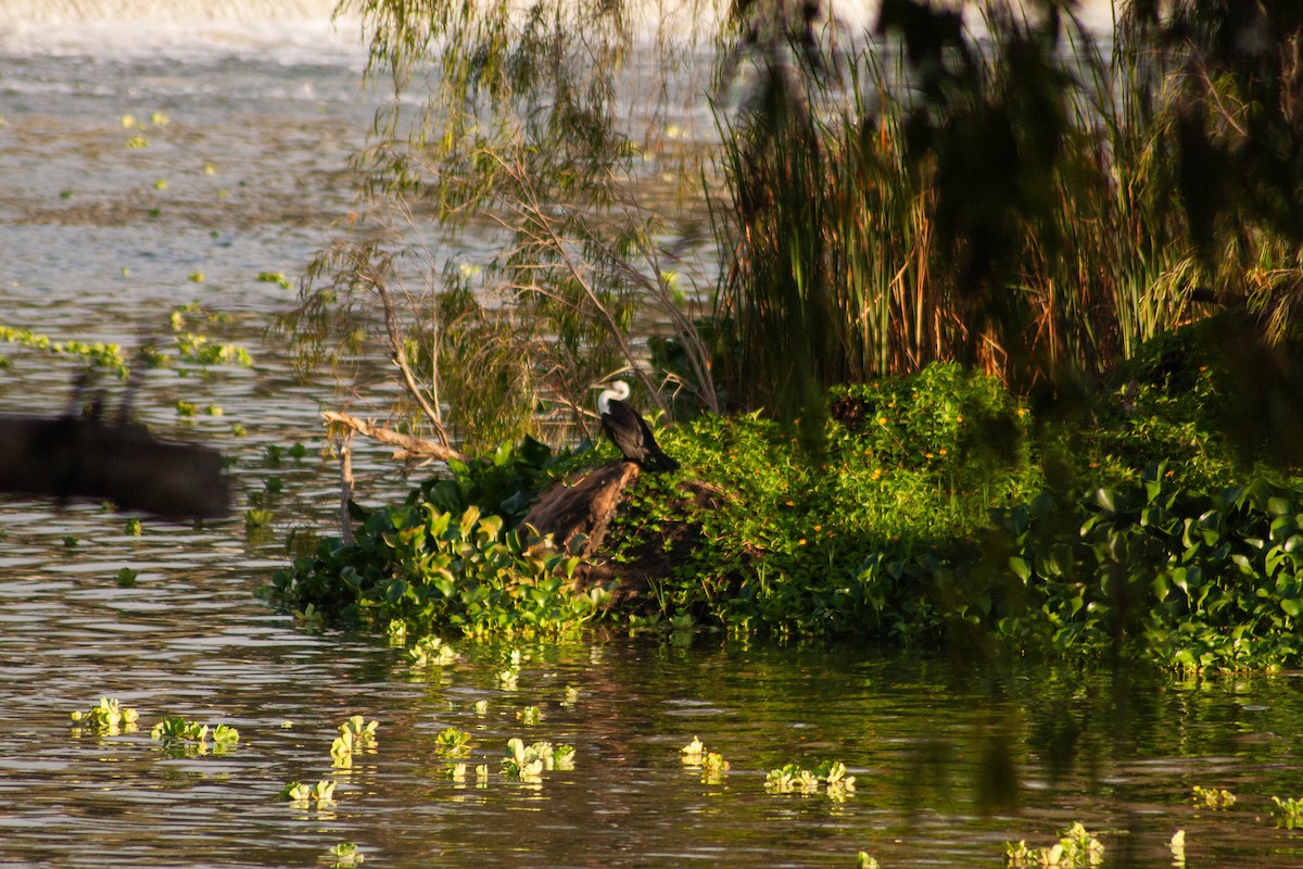 Pied Cormorant - ML616803952