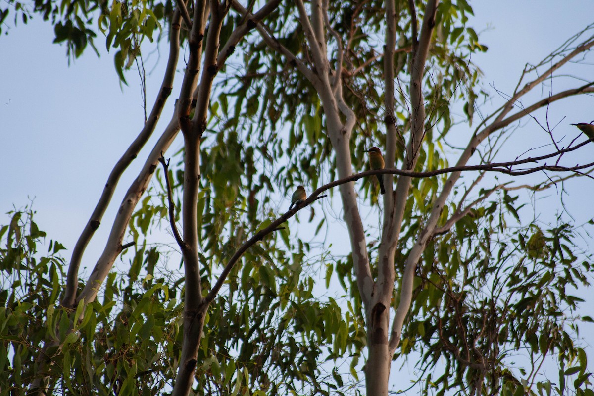 Rainbow Bee-eater - ML616803970