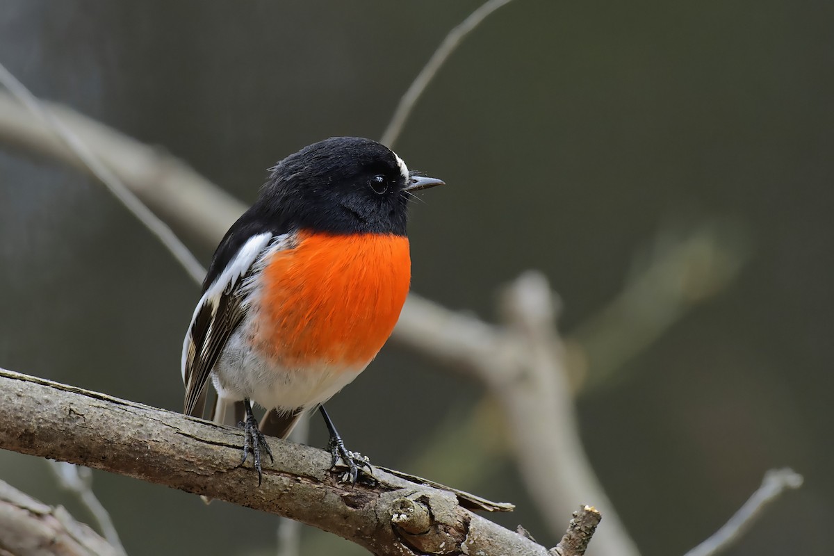 Scarlet Robin (Scarlet) - John Watson