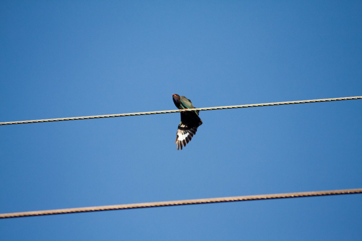 Dollarbird - Mitchell Heide