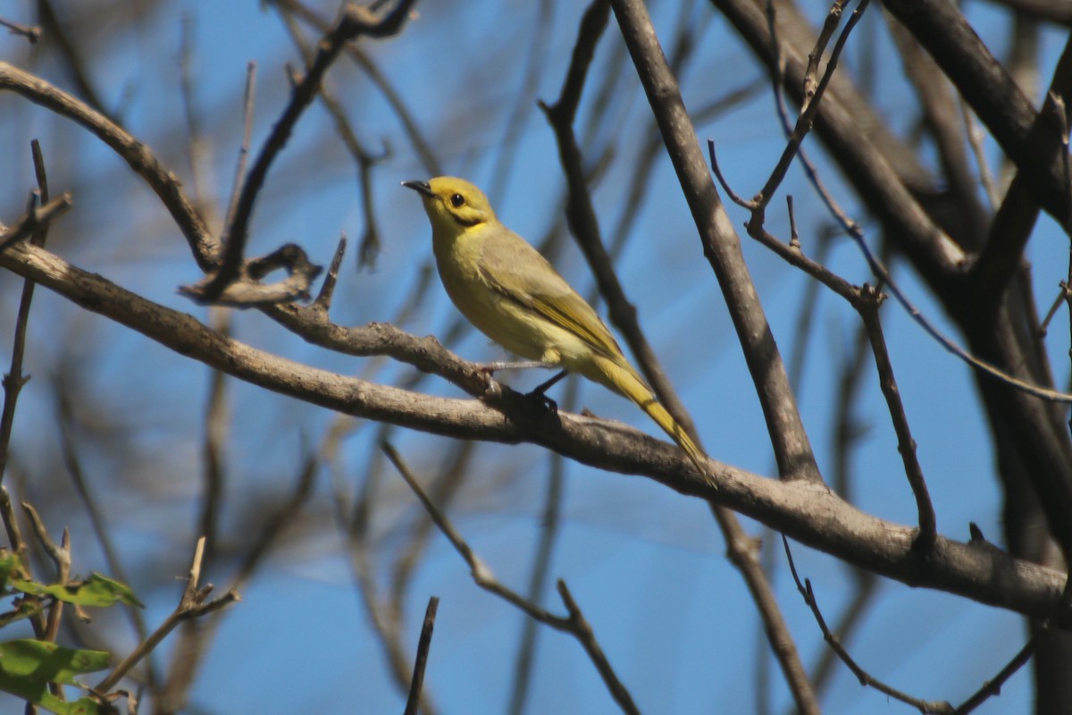 Yellow-tinted Honeyeater - ML616804009