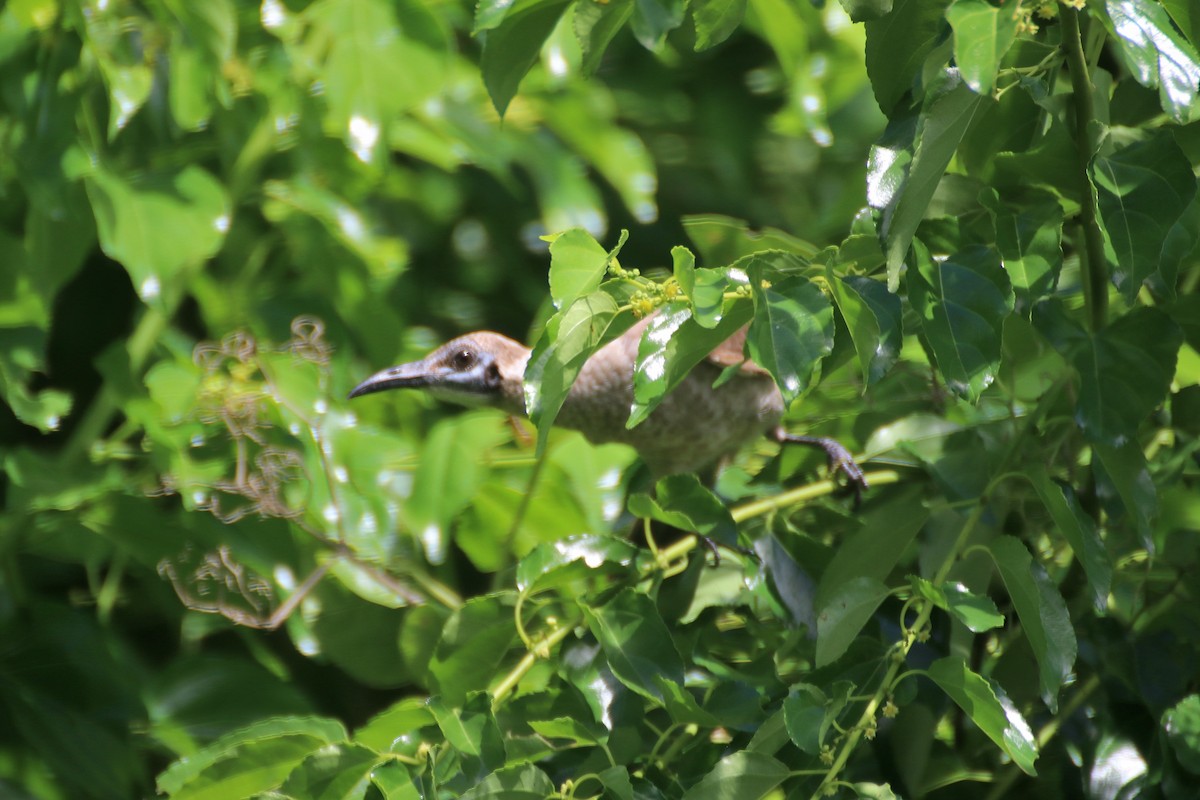 Little Friarbird - ML616804015