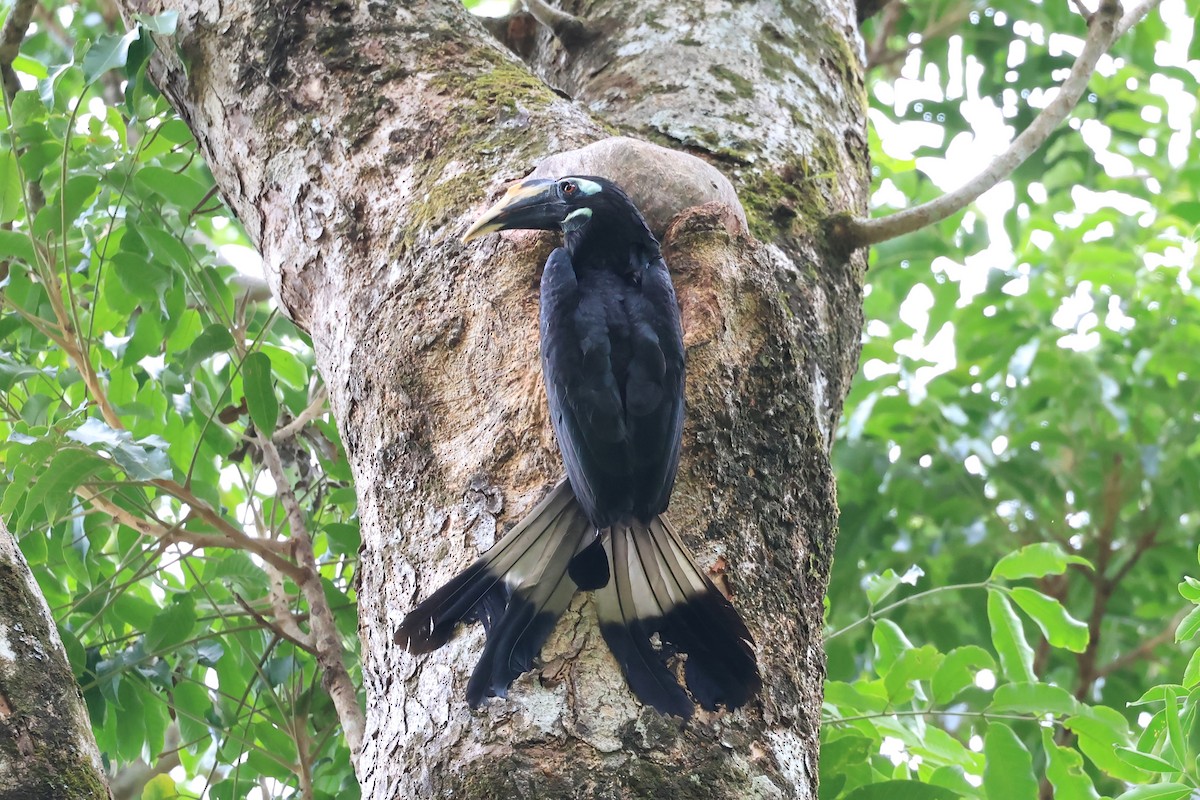 Bushy-crested Hornbill - Peter Christiaen