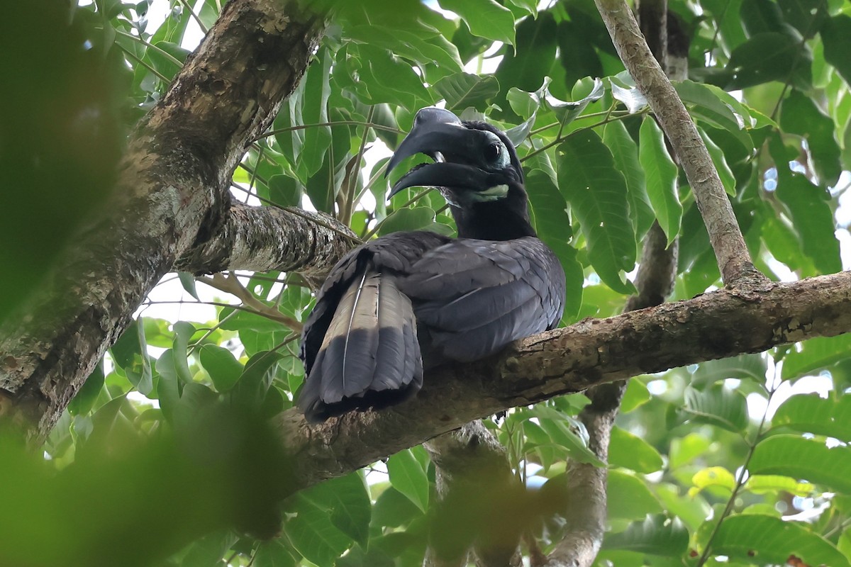 Bushy-crested Hornbill - Peter Christiaen