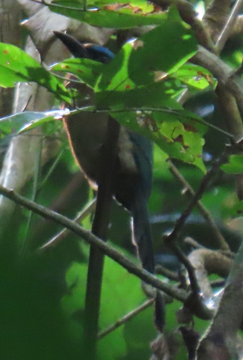 Keel-billed Motmot - ML616804171