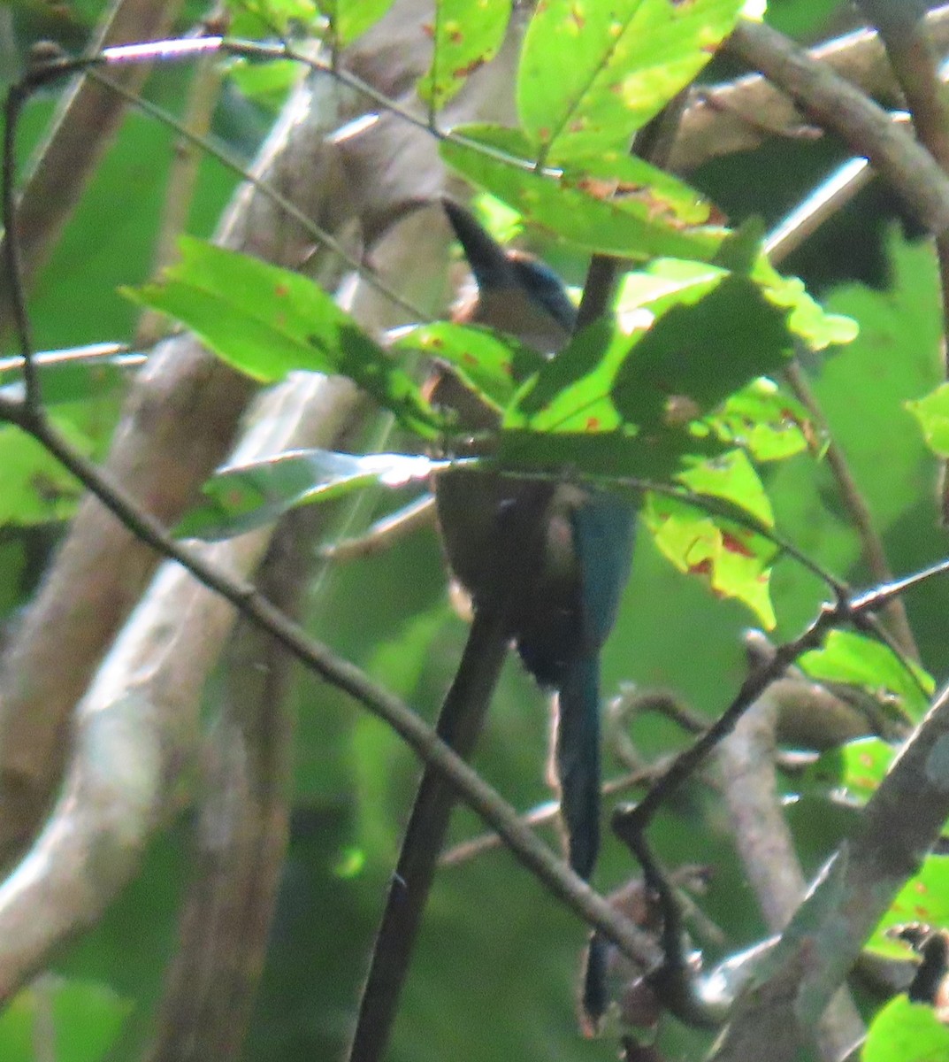 Keel-billed Motmot - Susan Ballinger