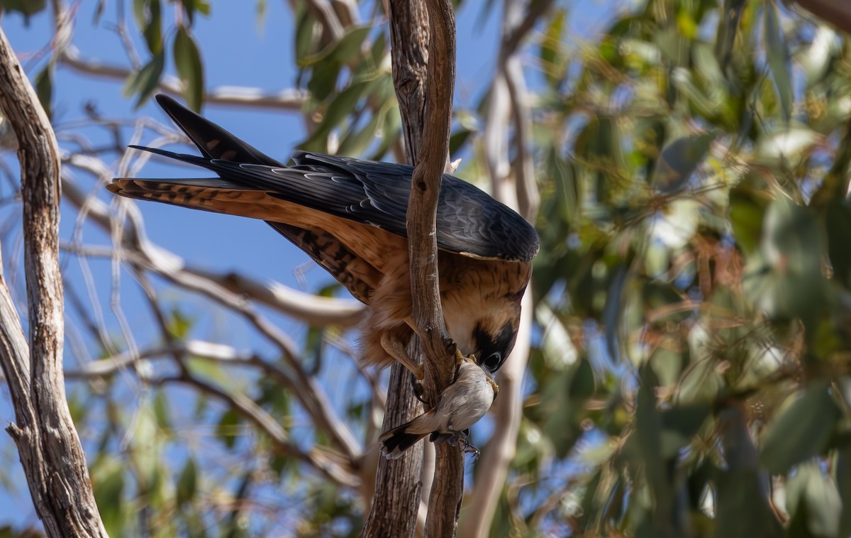 Australian Hobby - ML616804178