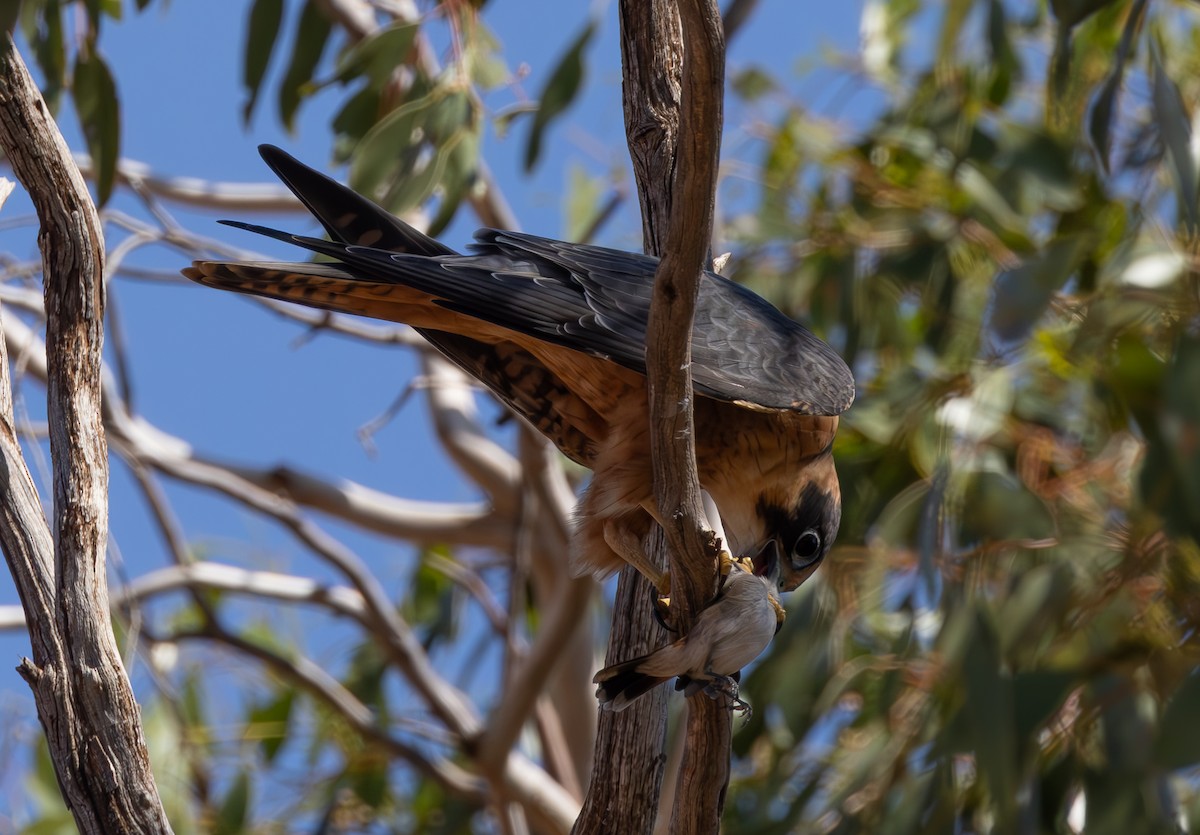 Australian Hobby - ML616804179