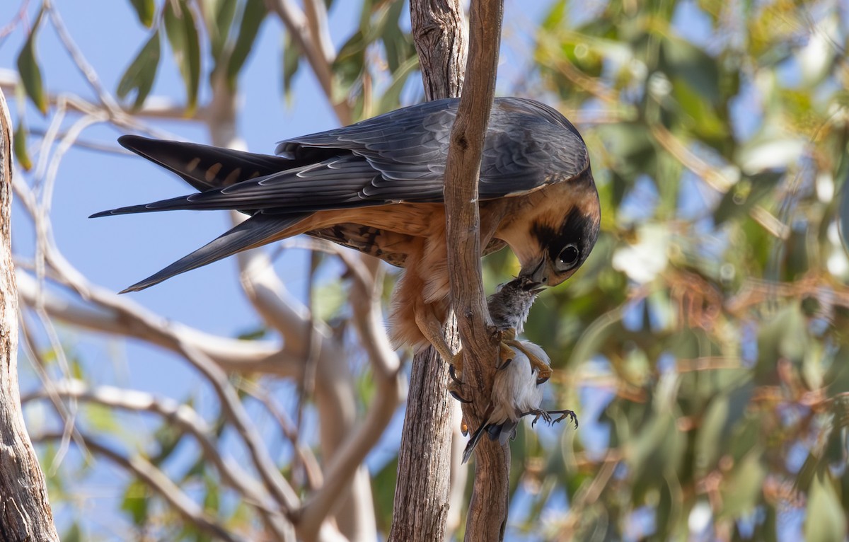 Australian Hobby - ML616804180
