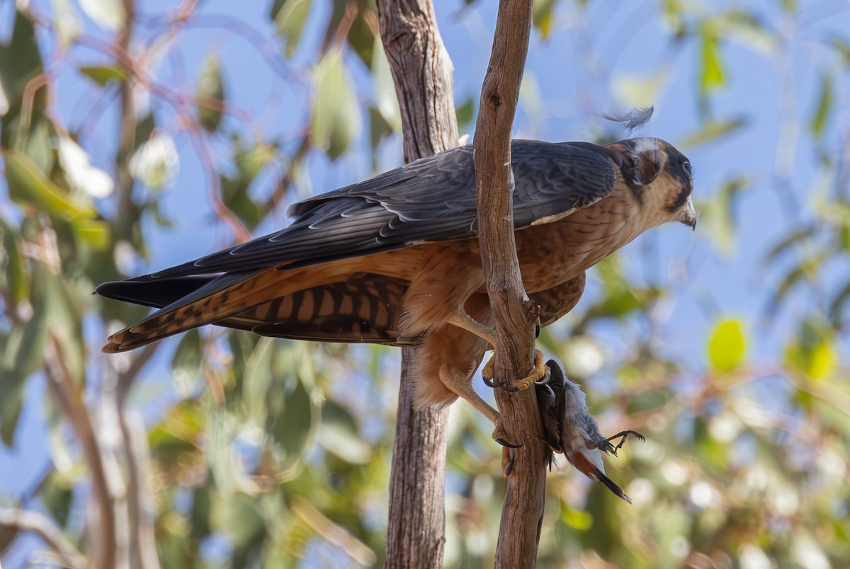 Australian Hobby - ML616804181
