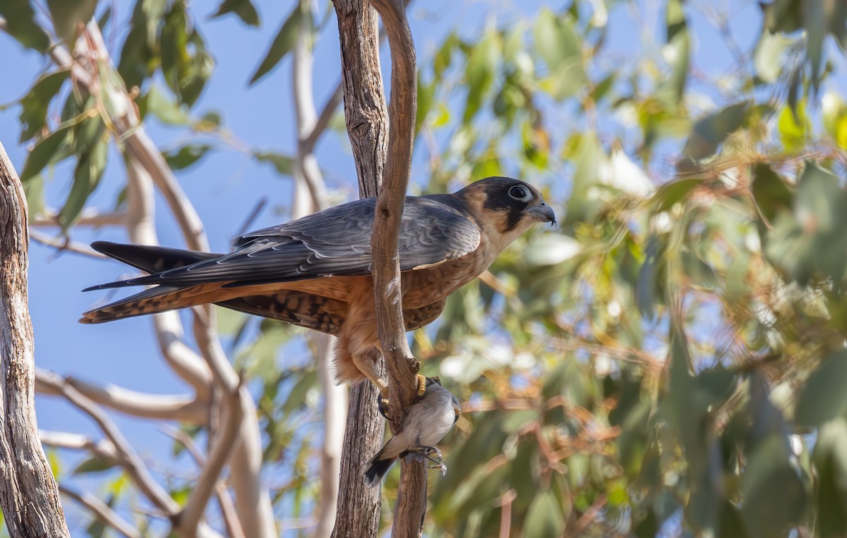 Australian Hobby - ML616804182