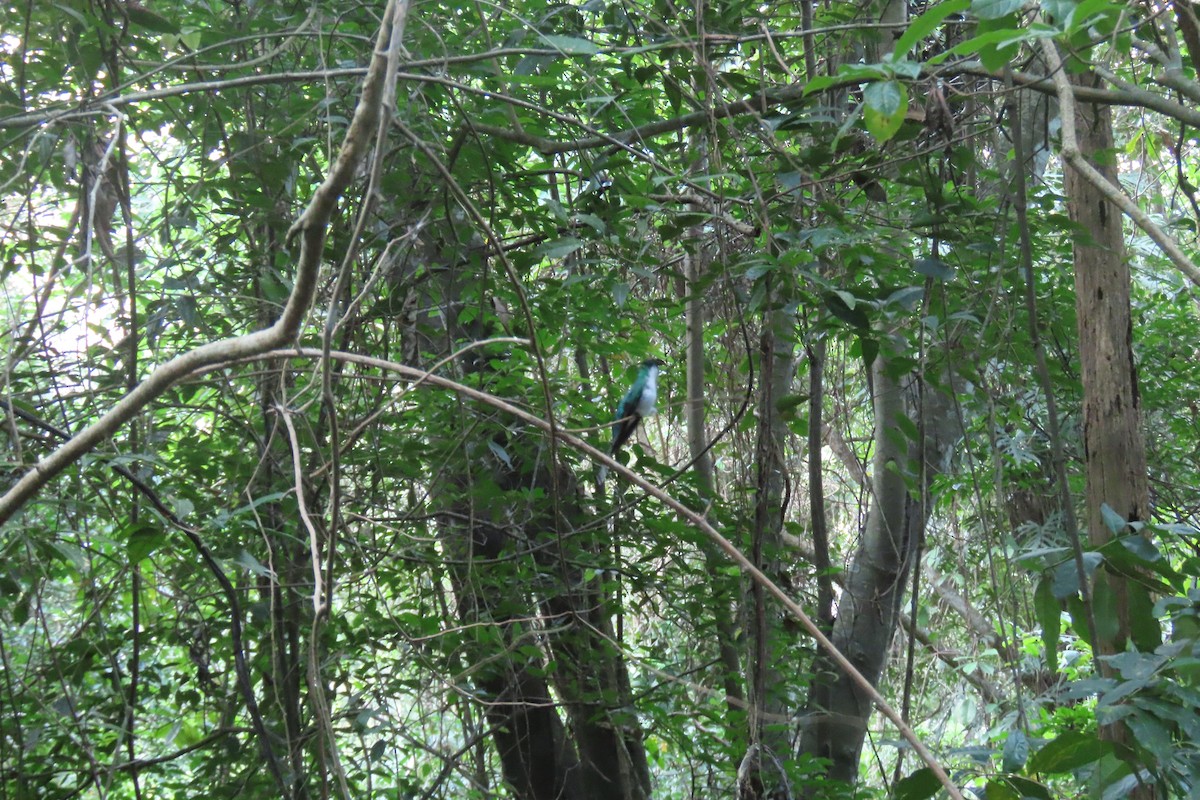 kolibřík purpurovohlavý - ML616804189