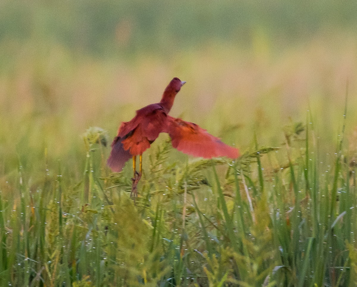 Cinnamon Bittern - ML616804242