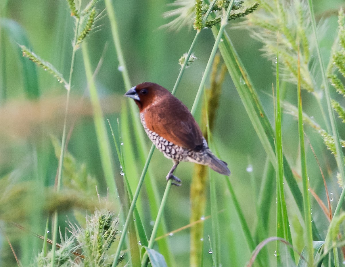 Scaly-breasted Munia (Scaled) - ML616804266