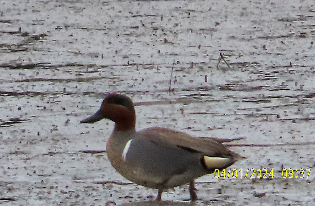 Green-winged Teal - ML616804276