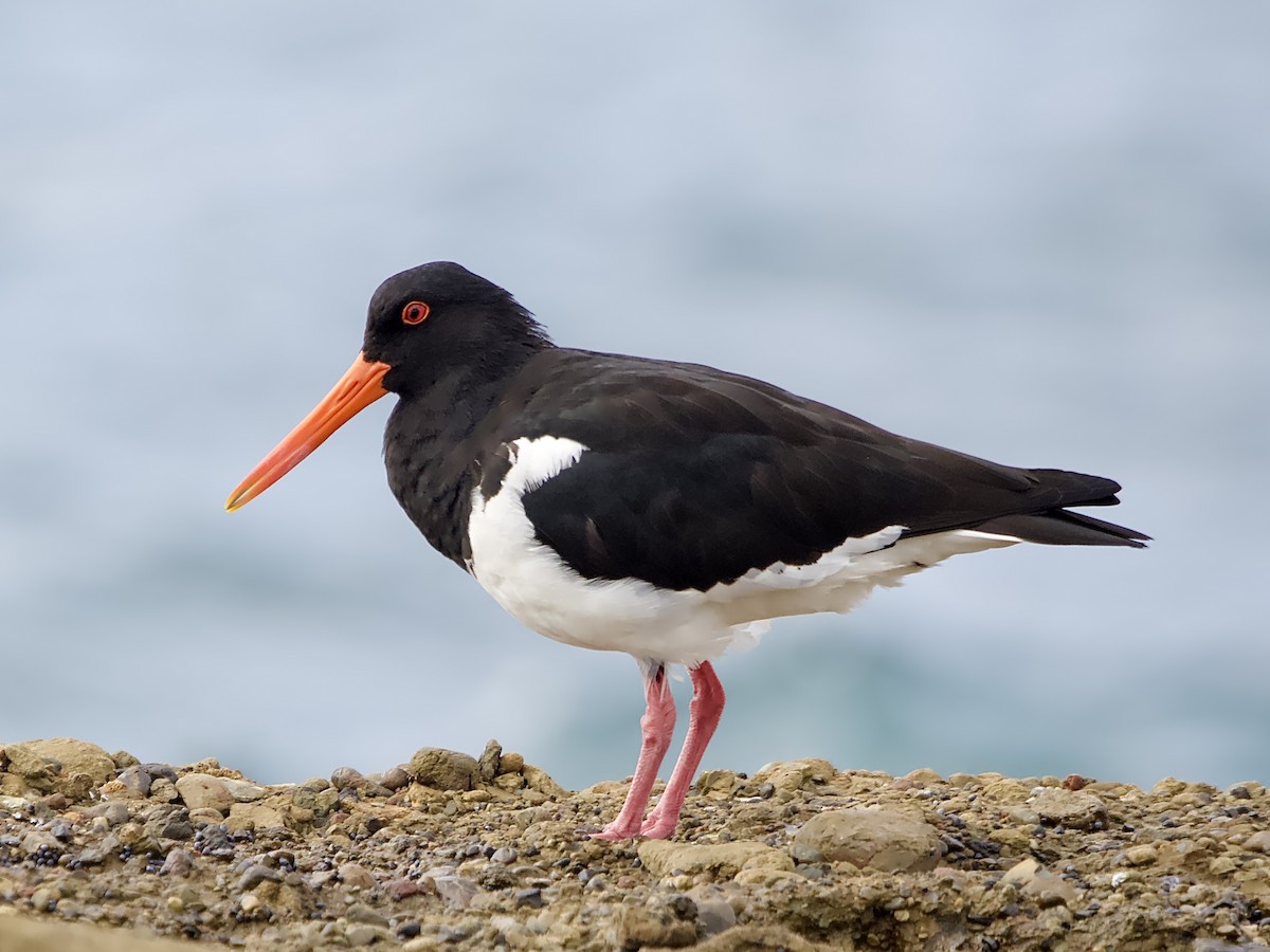 Pied Oystercatcher - ML616804281