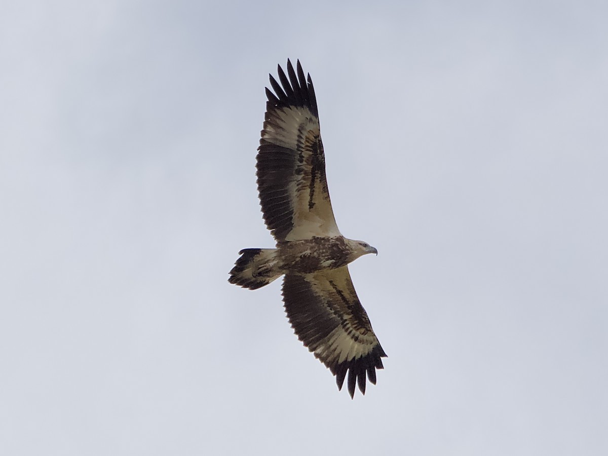 White-bellied Sea-Eagle - ML616804288