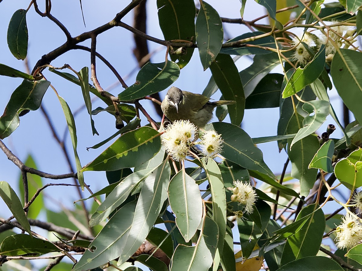 Lewin's Honeyeater - ML616804290