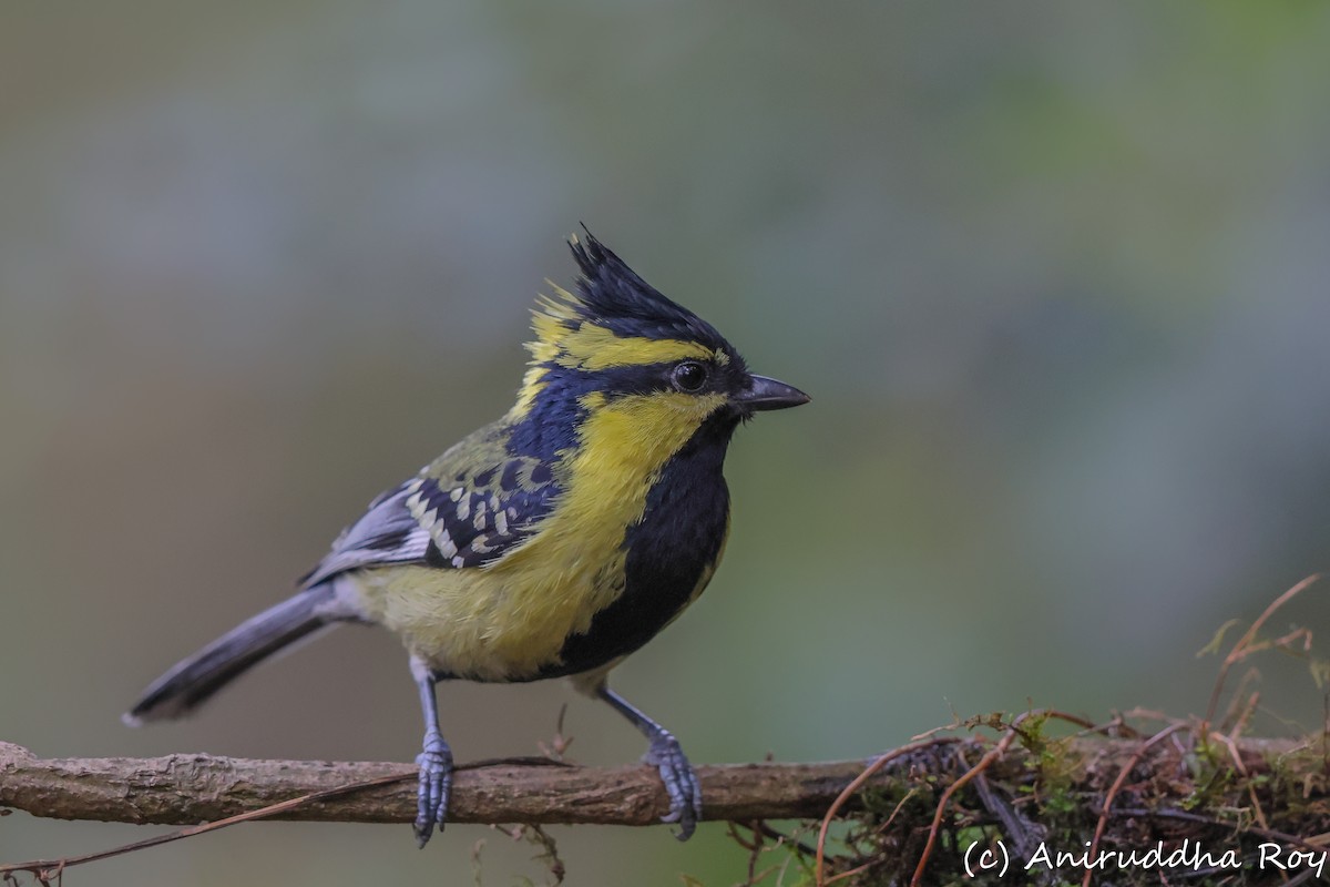 Himalayan Black-lored Tit - Aniruddha  Roy