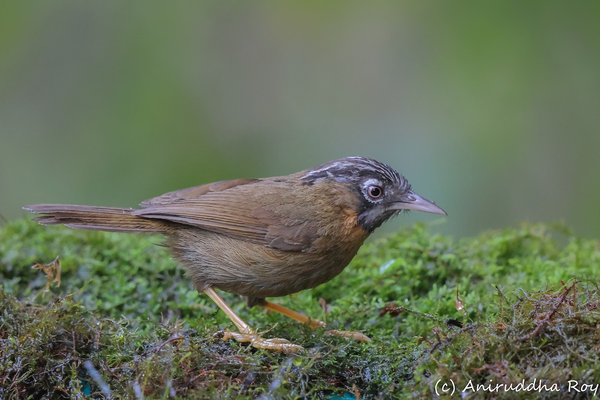 Timalie à tête rayée - ML616804320