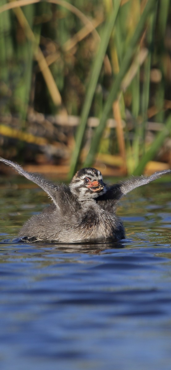 Pied-billed Grebe - ML616804341