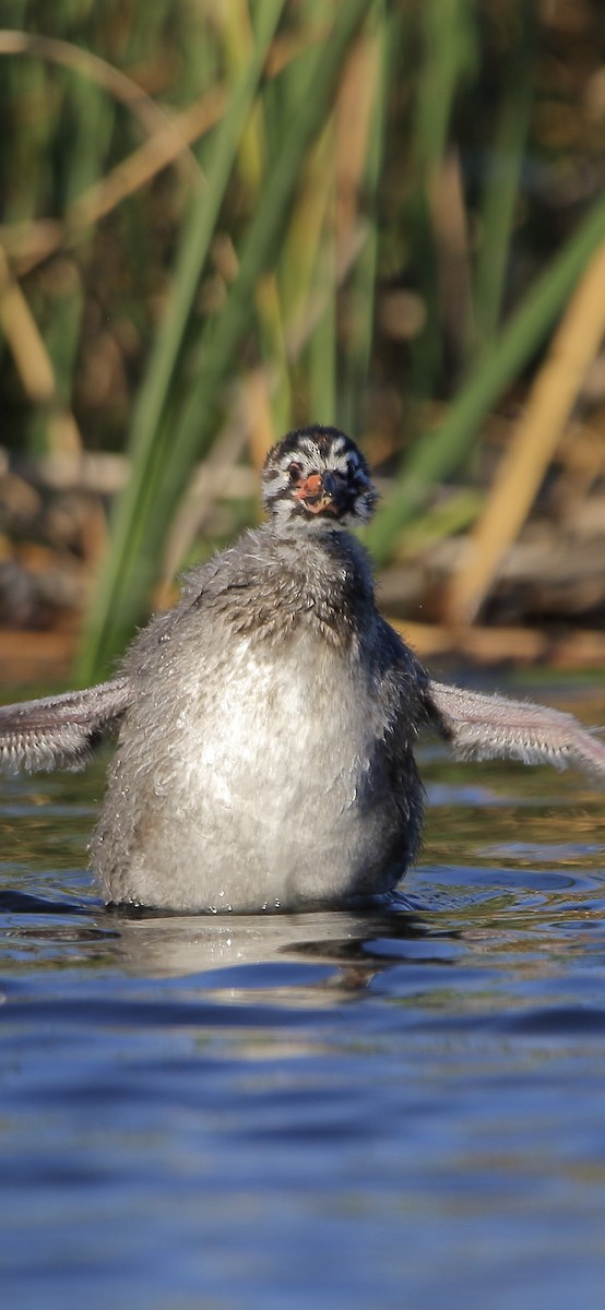 Pied-billed Grebe - ML616804342