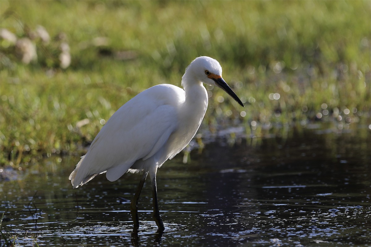 Snowy Egret - ML616804346