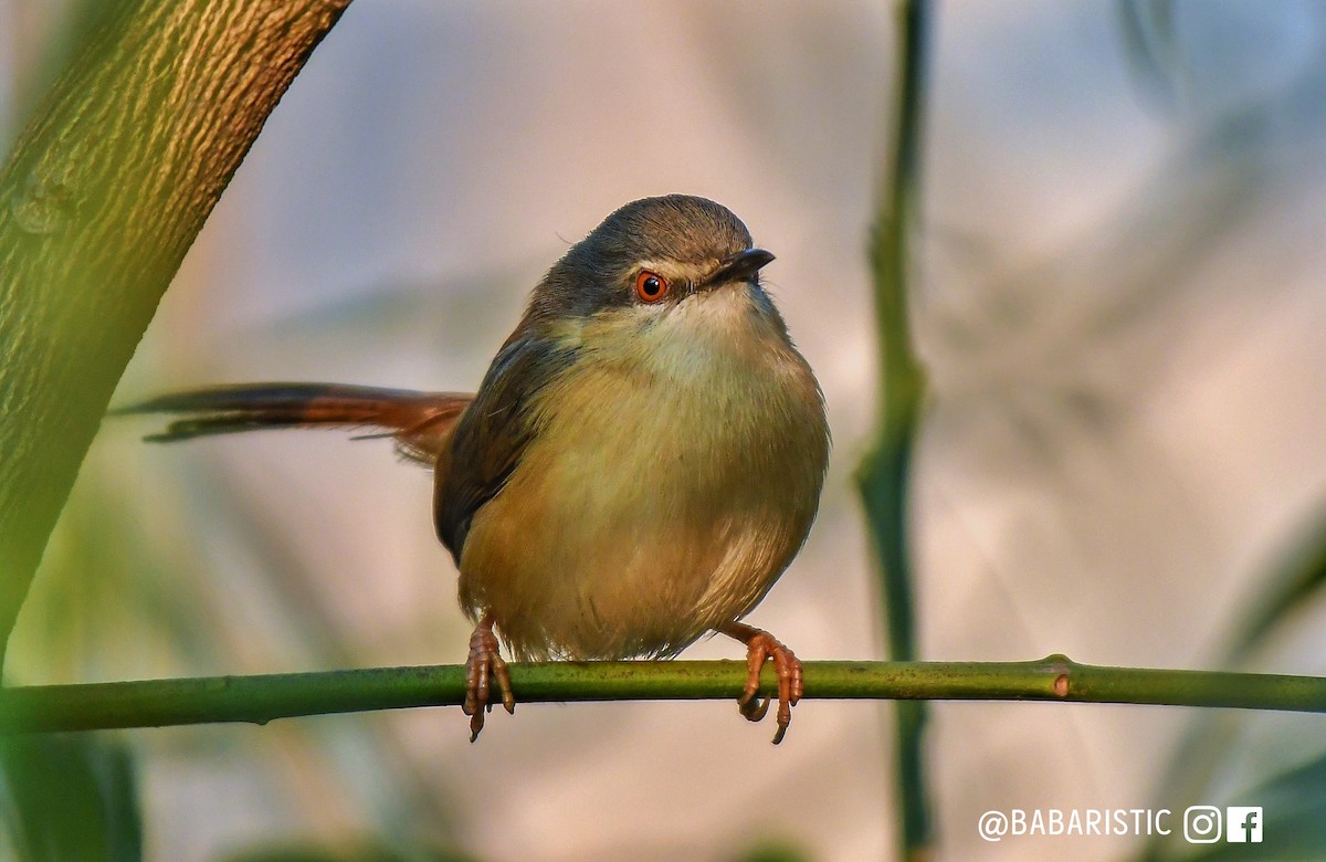 Ashy Prinia - ML616804349