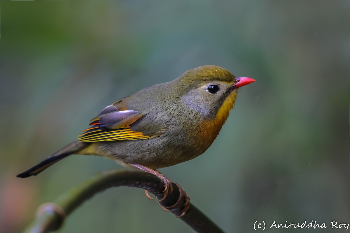 Red-billed Leiothrix - ML616804350