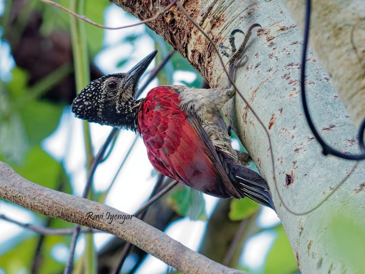 Luzon Flameback - Ravi Iyengar