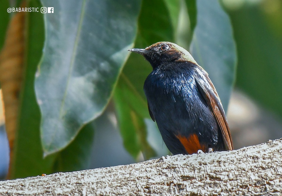 Indian Robin - ML616804409