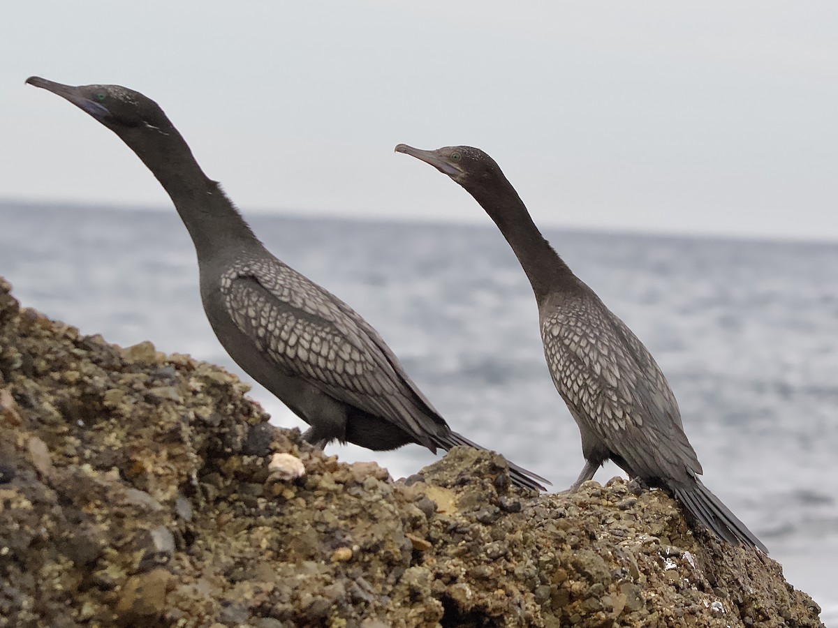 Little Black Cormorant - Allan Johns