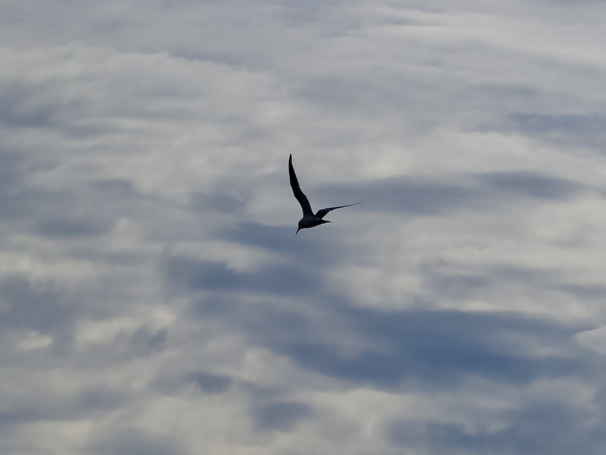 Great Crested Tern - ML616804434