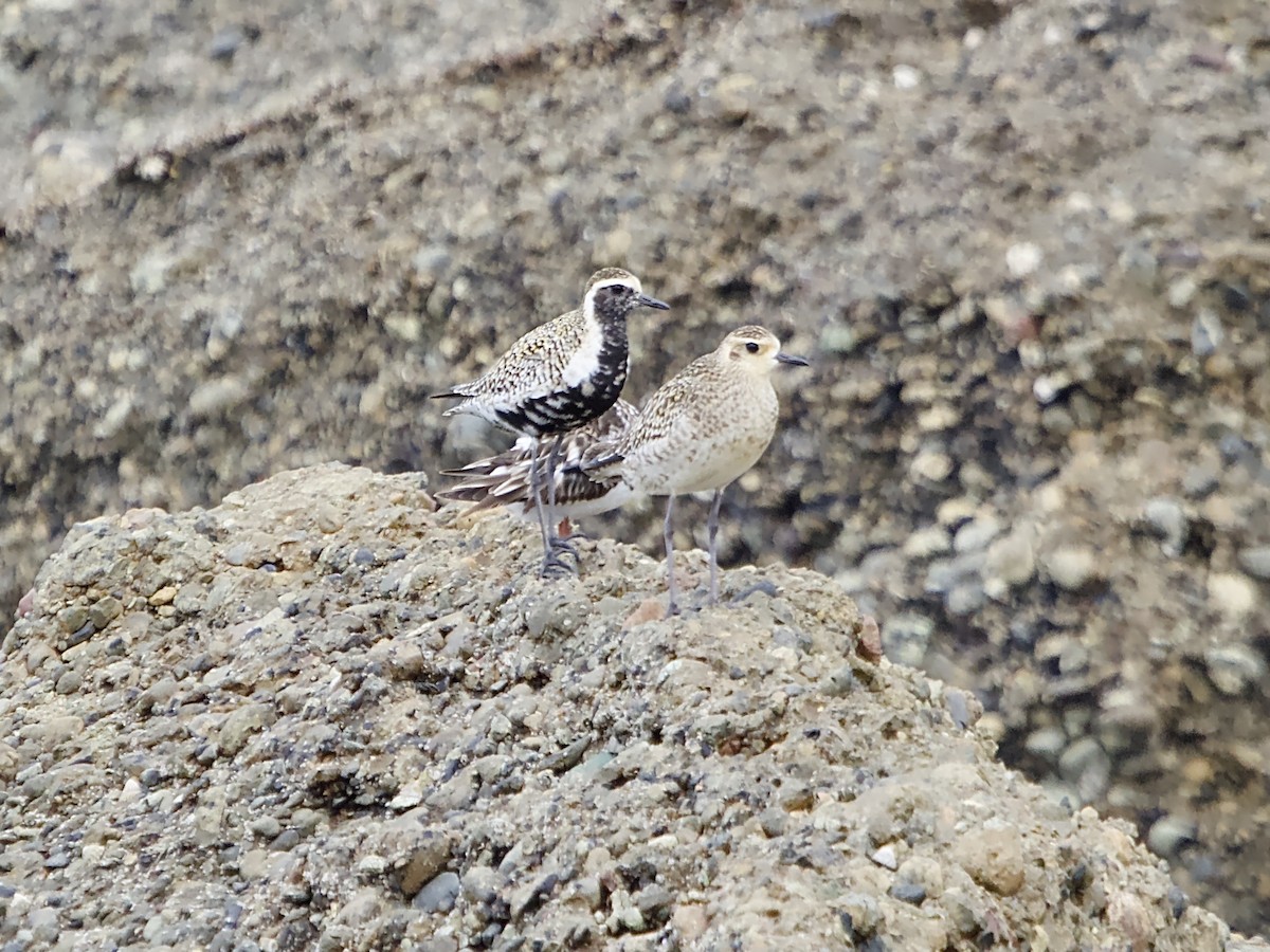 Pacific Golden-Plover - ML616804448