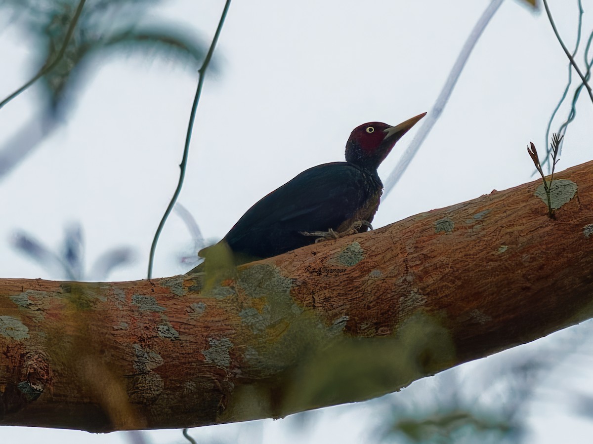 Northern Sooty-Woodpecker - Ravi Iyengar
