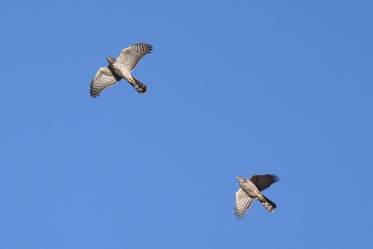 Cooper's Hawk - Naresh Satyan