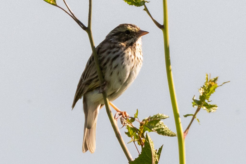 Savannah Sparrow - ML616804590