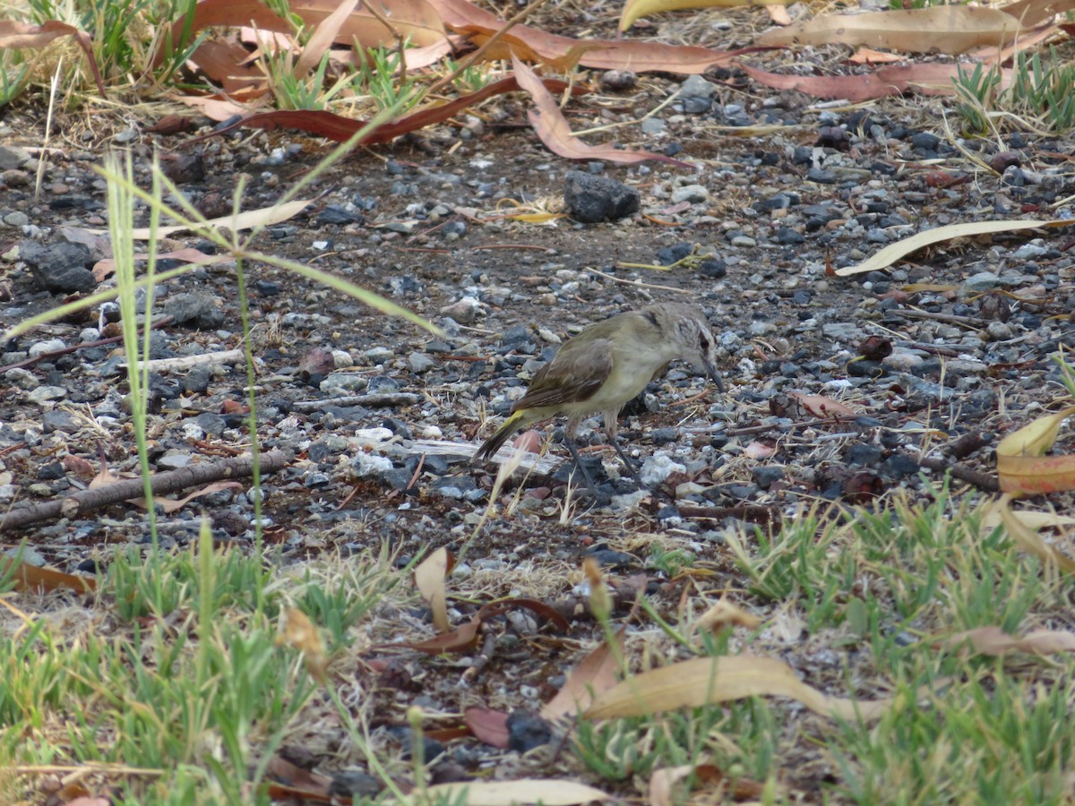 Acanthize à croupion jaune - ML616804599