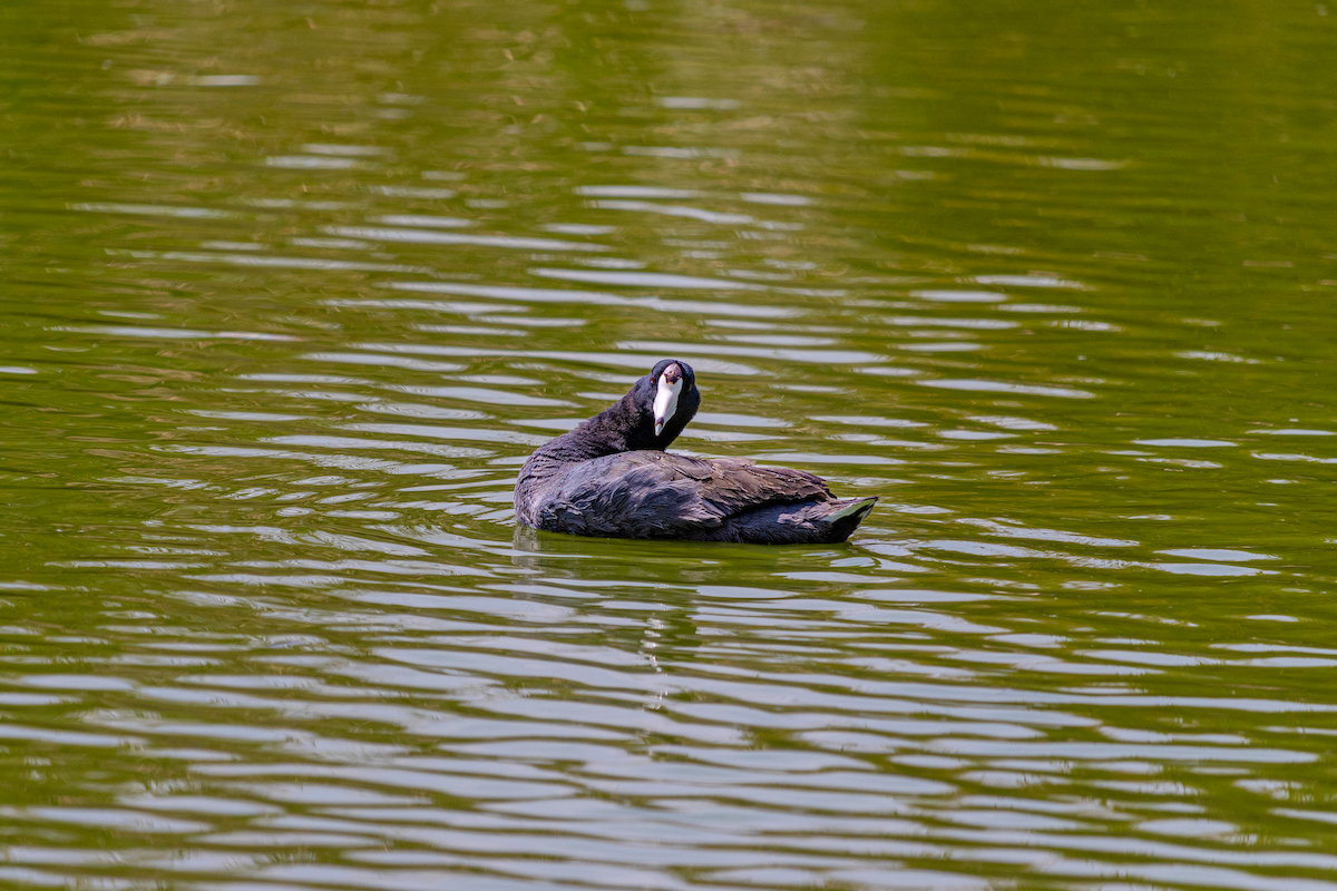 American Coot - ML616804684