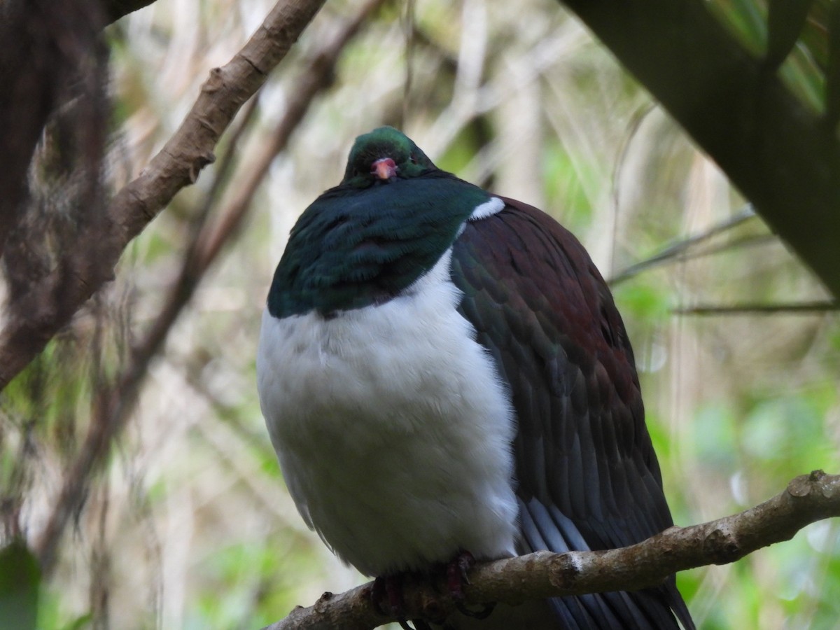 New Zealand Pigeon - Jerry Hampton