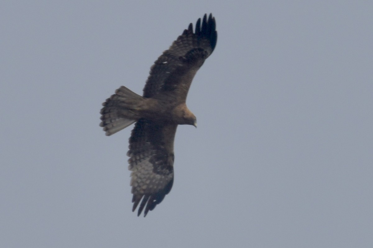 Booted Eagle - ML616804746