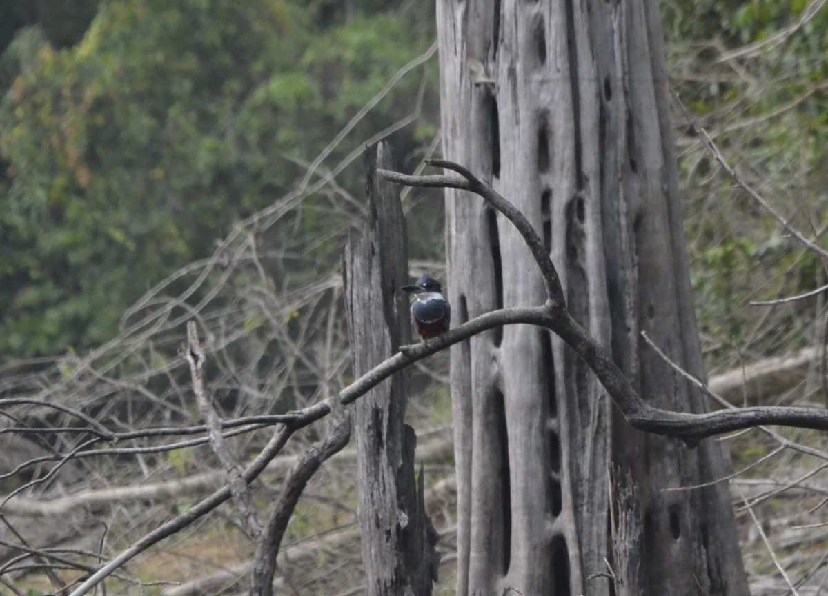 Ringed Kingfisher - ML616804809