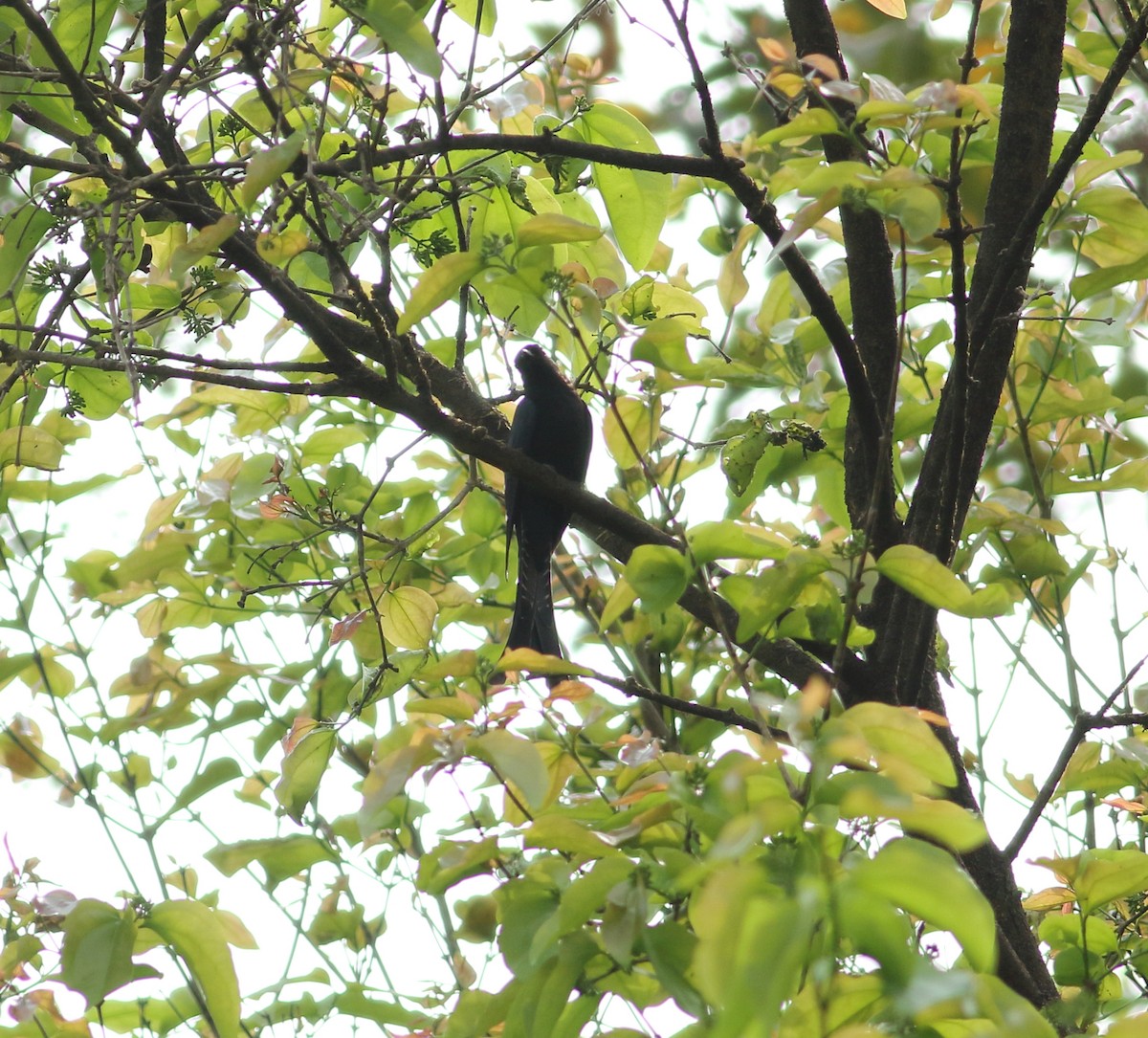 Fork-tailed Drongo-Cuckoo - ML616804818