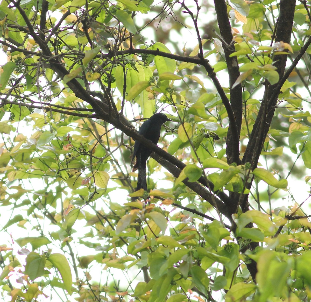 Fork-tailed Drongo-Cuckoo - ML616804819