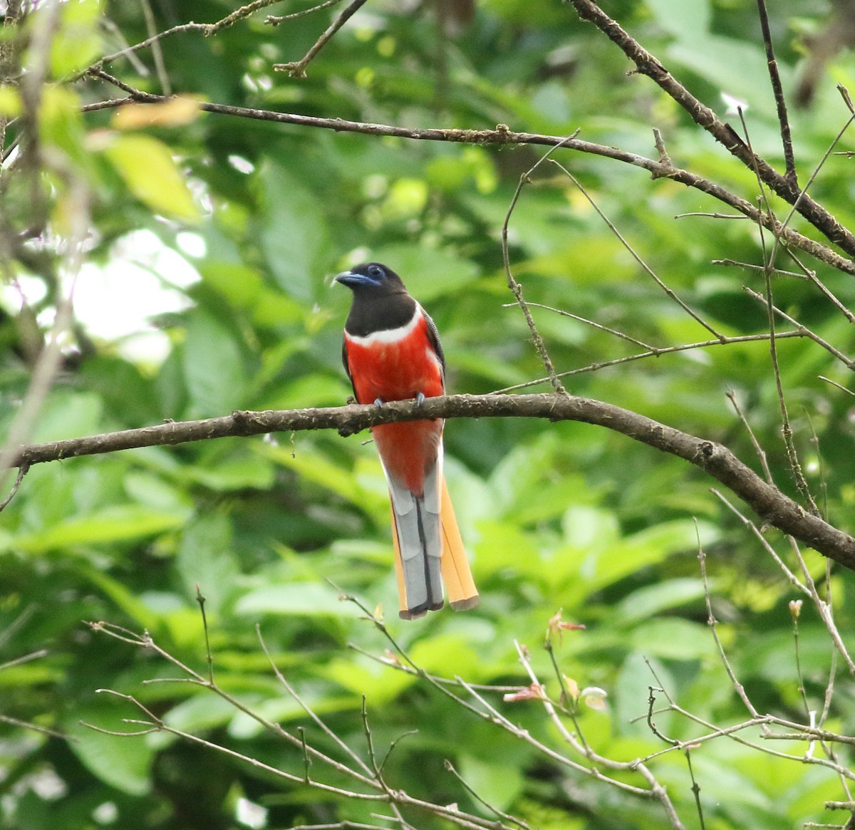 Malabar Trogon - ML616804829