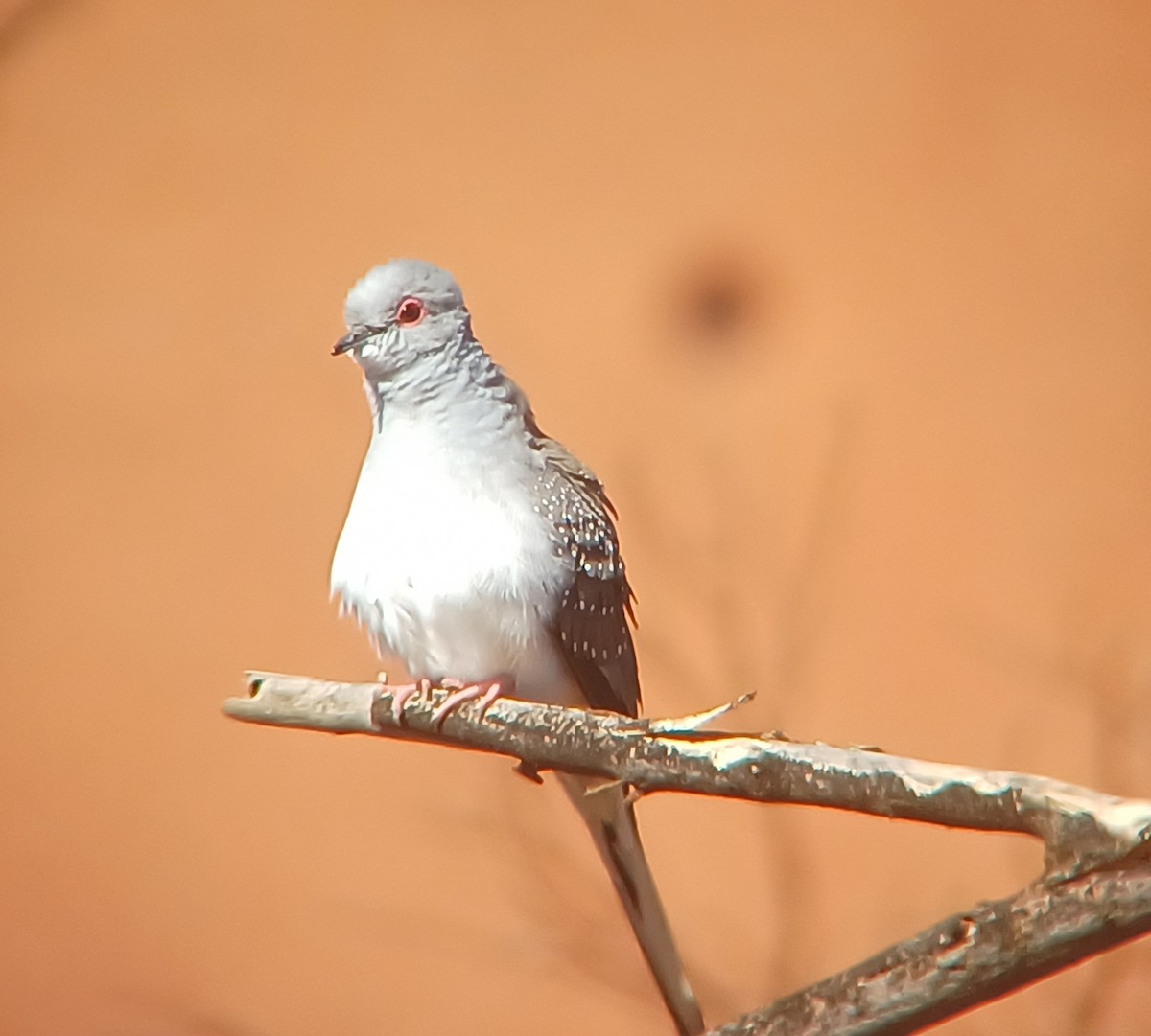 Diamond Dove - ML616804868